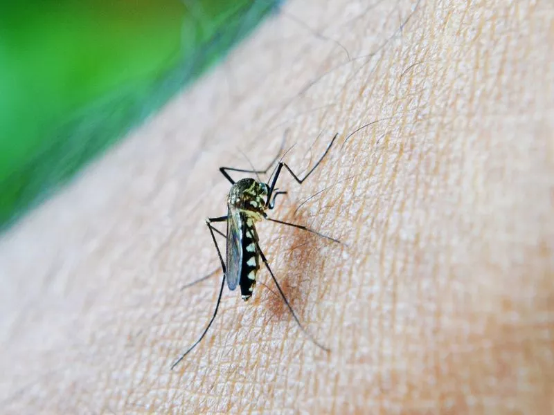 Mosquito Aedes Aegypti, responsável pela proliferação dos casos de dengue. Foto: Pixabay